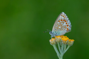 blue butterfly on flower, Adonis Blue, Polyommatus bellargus