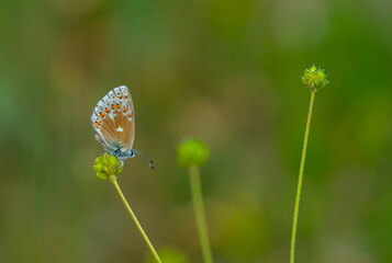 blue butterfly on flower, Adonis Blue, Polyommatus bellargus