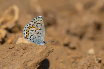 mineral field blue butterfly, Bavius Blue, Rubrapterus bavius