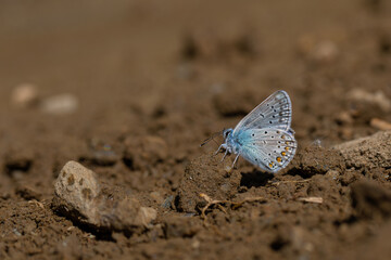 little blue butterfly in mineral field