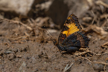 large butterfly taking minerals on the ground, Small Tortoiseshell, Aglais urticae