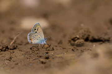 Fototapeta na wymiar little blue butterfly picking up a mineral on the ground, Odd-spot Blue, Turanana endymion