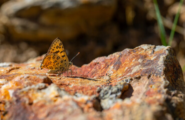 butterfly on stone, Large Silver-line, Cigaritis maxima