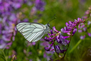 white butterfly on purple flower, Black-veined White, Aporia crataegi