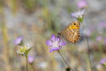 large butterfly feeding on purple flower