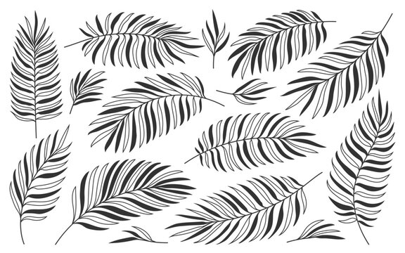 Tropical palm leaves black set. Exotic nature plant leaf for wedding greetings, nail stamp design, foil DIY laminating. Hand drawn tropic summer floral stencil. Jungle foliage isolated on white