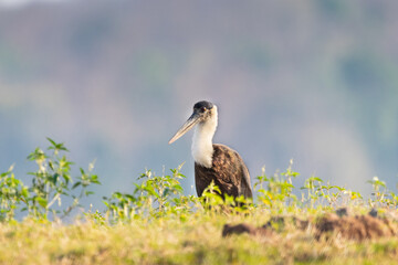 Woolly-necked stork