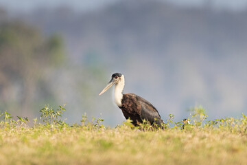 Woolly-necked stork