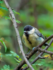 Obraz premium Coal tit on a branch. Close-up portrait of bird