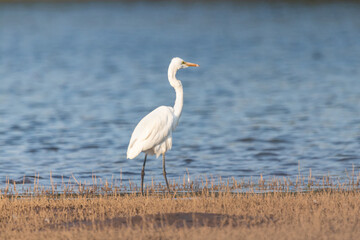 Eastern great egret in Kabini backwaters
