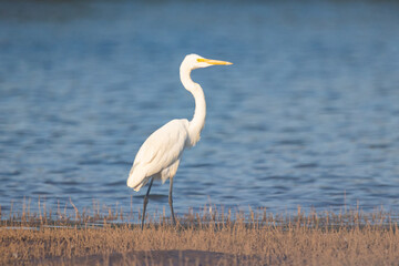 Eastern great egret in Kabini backwaters
