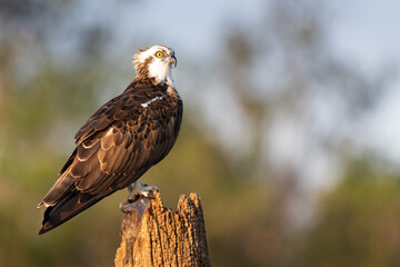 Osprey holding fish