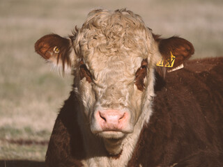 Beef cow head up close on a New Zealand farm