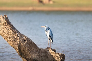 Grey heron