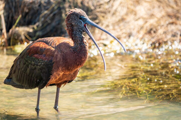 The glossy ibis, latin name Plegadis falcinellus, searching for food in the shallow lagoon.