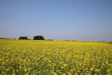 Obraz premium field of yellow flowers