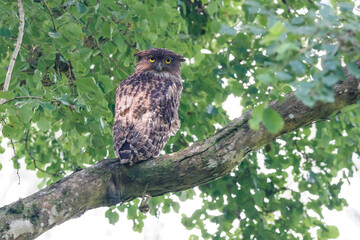 owl on branch
