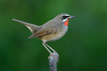 Siberian Rubythroat