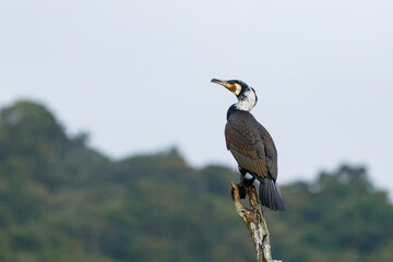 Great cormorant