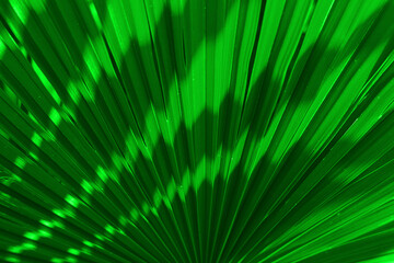 Green texture of banana palm tree leaf.  Nature background. Green texture of palm tree leaf. Nature background. strip green line on palm leaf abstract texture backdrop. Batumi, Georgia. shadows