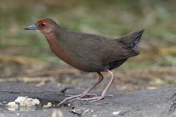 Ruddy-breasted Crake, Porzana Fusca