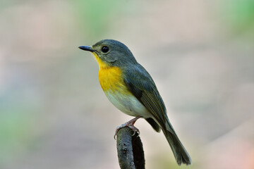 Tickell's Blue Flycatcher