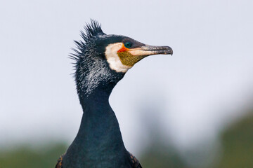 Great cormorant