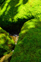Mossy stone in shady garden