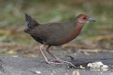 Ruddy-breasted Crake, Porzana Fusca