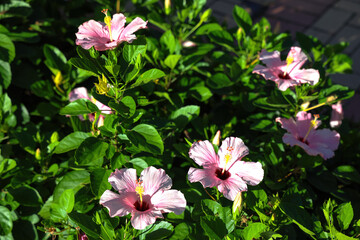 Naklejka premium the Pink Hibiscus Rosa synesis at flower bed