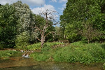Toter Baum in der weißen Lauter