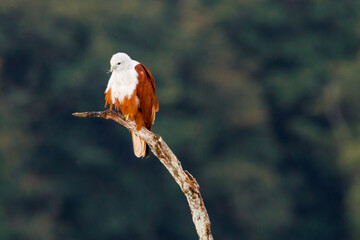 Brahminy kite
