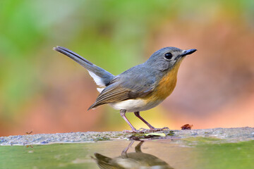 Tickell's Blue Flycatcher