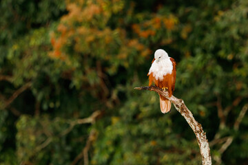 Brahminy kite