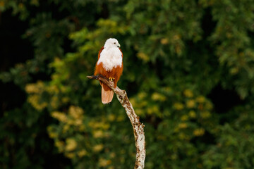 Brahminy kite