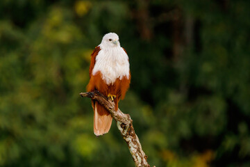 Brahminy kite