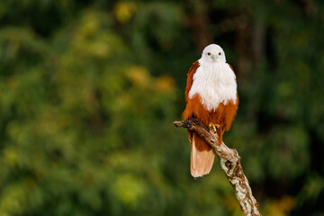Brahminy kite