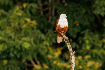 Brahminy kite