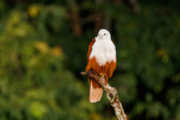Brahminy kite
