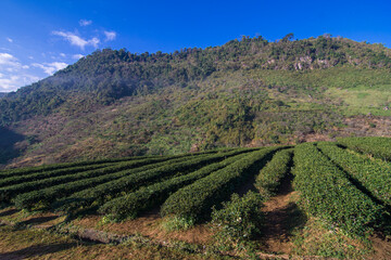 Fototapeta na wymiar Green tea plantation field on mountain hiull morning sunrise with fog