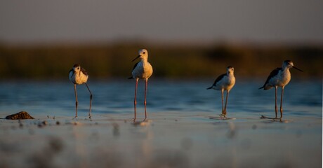 Black-winged Stilt (Himantopus himantopus) is usually feeds in freshwater areas, lake edges,...