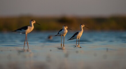 Black-winged Stilt (Himantopus himantopus) is usually feeds in freshwater areas, lake edges, seaside and river beds. It is also broadcast in Australia, New Zealand, Asia, Europe, America and Africa.