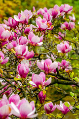 Fototapeta premium pink magnolia tree