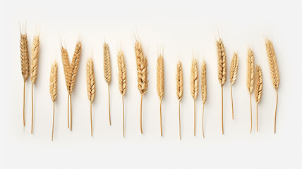 ears of golden wheat isolated on a white background.