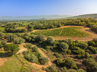 Fototapeta na wymiar Aerial View ofVineyards in Rioja, Spain
