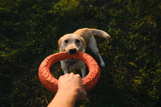 Active walk outside with a dog in the park in summer at sunset. Female owner playing with a labrador in tug-of-war with a round rubber orange toy in a field. View from above. Happy crazy dog face.