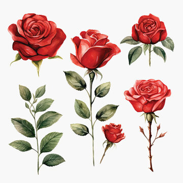Set red rose, beautiful flower on isolated white background, watercolor illustration, botanical painting