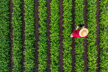 Top view of farmer walking through soybean field and operating agricultural drone. - obrazy, fototapety, plakaty