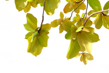 yellow leaves on a tree branch