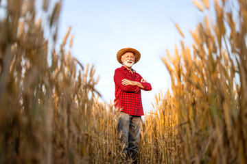 Portrait of senior farmer holding arms crossed and standing in golden wheat field.